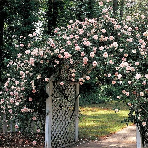 New Dawn Climbing Rose - Live Plant - (1 QT) - Image 6