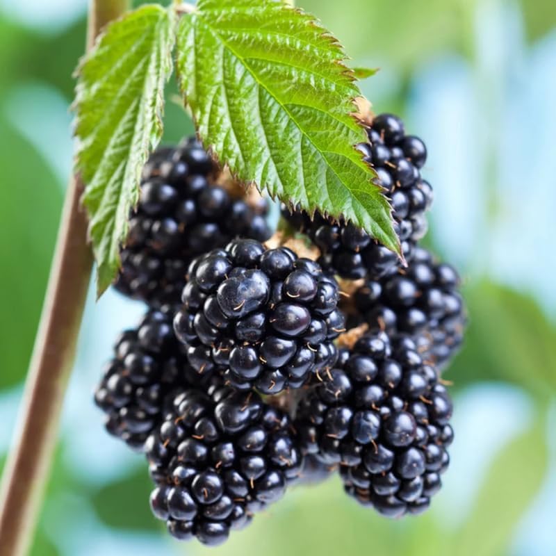 2 Chester BlackBerry Plants Live, Thornless Fruit Berry Tree, 5-8" Tall - Image 2