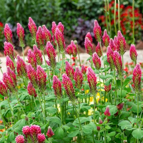Outsidepride Crimson Clover Seeds - 10 lbs. Annual, Nitrocoated, & Inoculated Ground Cover Seeds, Ideal Clover Seed for Lawn, Cover Crop, Pasture, Hay, Green Manure & Wildlife Forage - Image 2