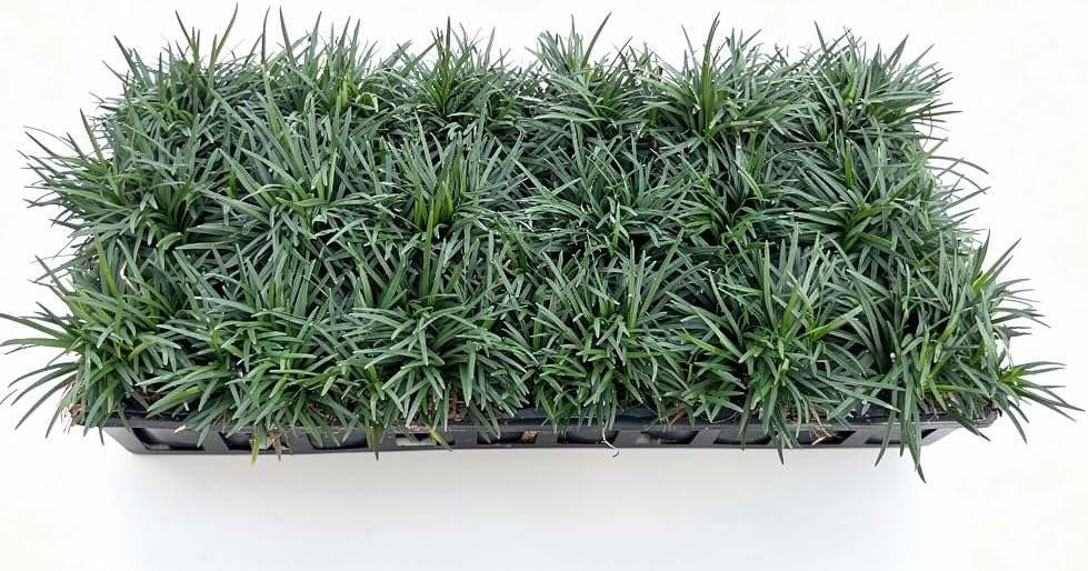 Dwarf Mondo Grass (Ophiopogon japonicus 'Nanus') - 18 Live Plants in 3-Inch Pots, Evergreen Groundcover 2-4 Inches Tall, Shade Loving by RogersPlantNursery