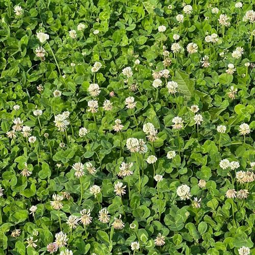 Mountain Valley Seed Co Micro Clover Seed for Lawn - 5 Lb Bulk - 2 Million - Image 2