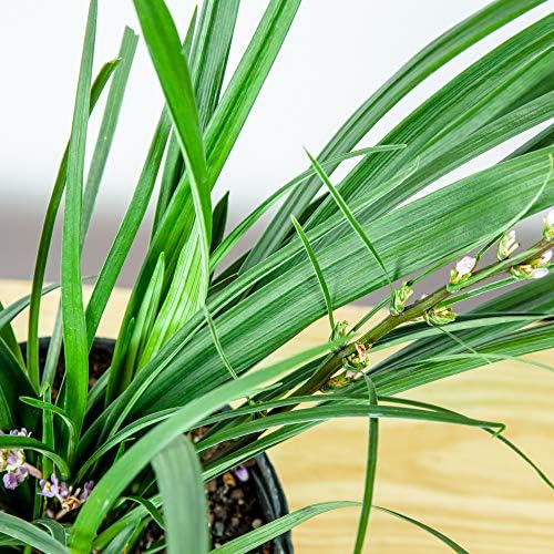 Perfect Plants Super Blue Liriope, 1 Gallon, Groundcover Grass - Image 7