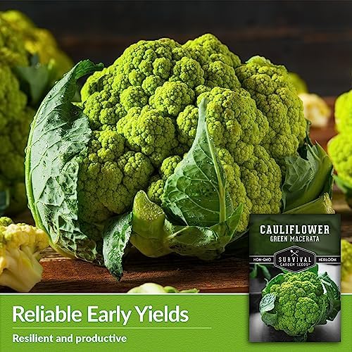 Green Macerata Cauliflower Seeds for Planting, 1 Pack - Image 4