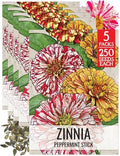 Seed Needs Peppermint Stick Zinnia Seeds to Plant Cut Flowers - 5 Packs by SeedNeeds