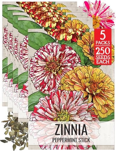 Seed Needs Peppermint Stick Zinnia Seeds to Plant Cut Flowers - 5 Packs by SeedNeeds