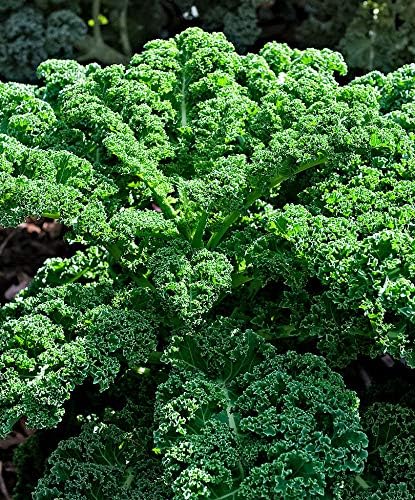 300+ Seeds Bush Kale Giant Cabbage - Vegetable Green - Image 2