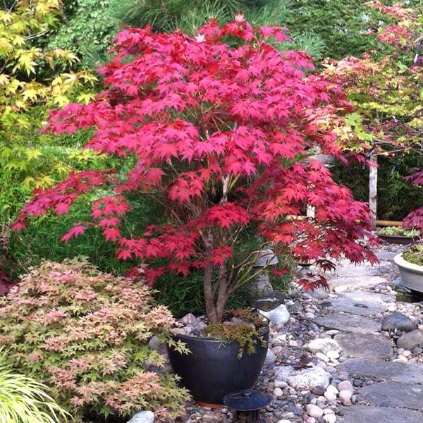 Brighter Blooms Bloodgood Japanese Maple Tree, 3-4 ft. by BrighterBlooms