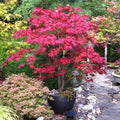 Brighter Blooms Bloodgood Japanese Maple Tree, 3-4 ft. by BrighterBlooms