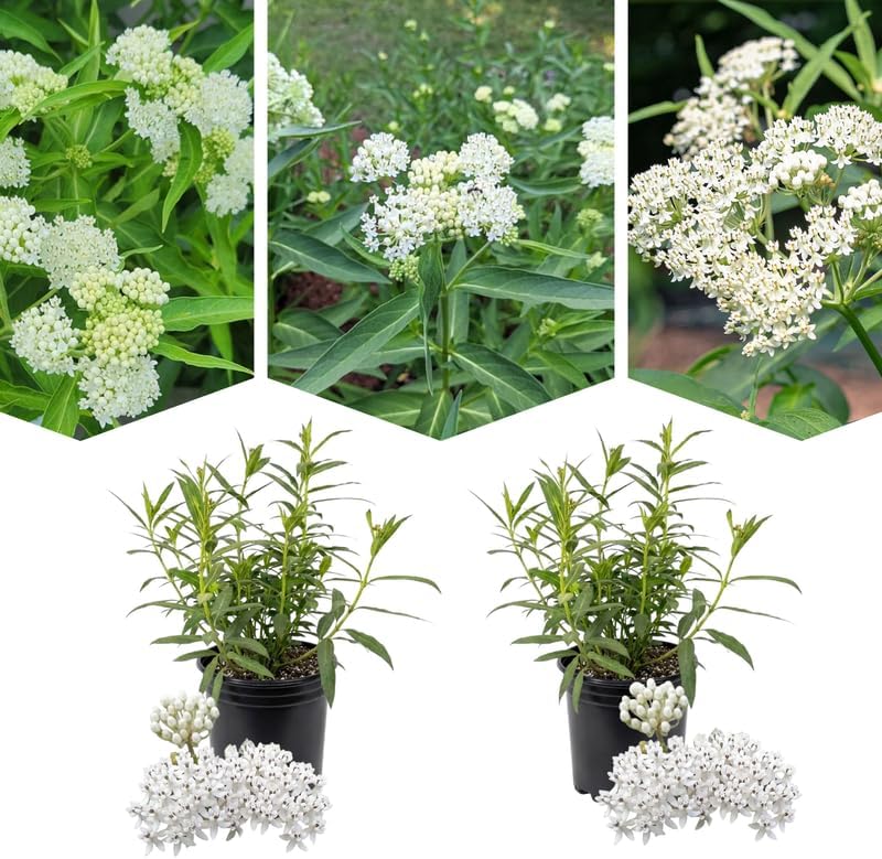 2 White Milkweed Plants Live, Asclepias Tuberosa Perennial, 4-8 Inch Tall - Image 4