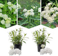 2 White Milkweed Live Plants, 5-9 Inch Tall by PlantsSeedsBulbs