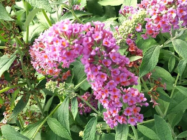 Greenwood Nursery: Live Shrub Plants - 'Bicolor' Butterfly Bush + Buddleja/Buddleia x Weyeriana - [Qty: 5X Pint Pots] - (Click for Other Available Plants/Quantities) by GreenwoodNursery