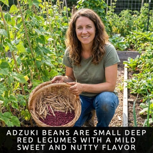 100 Adzuki Bean Seeds | Vigna Angularis Edible Bean Seeds for Planting - Image 2