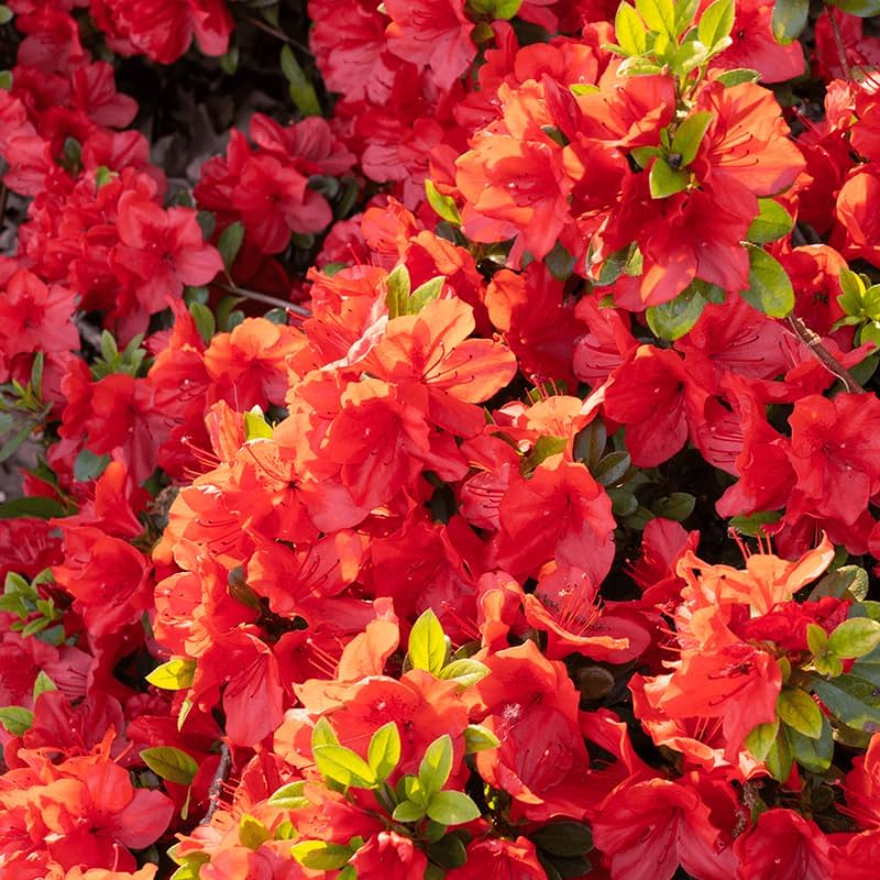 Red Rhododendron Live Plant, Blooming Bush Plant, 4 Inch Tall, 4 Inch Pot - Image 3