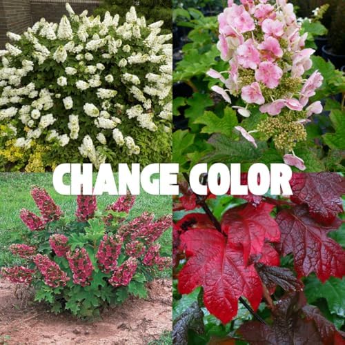 Random Vibrant Hydrangea Flower Live Plant, Garden Bush, 5-9 Inch Tall - Image 7