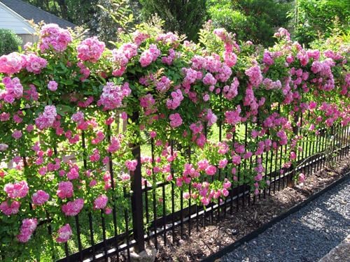 Peggy Martin Climbing Rose - Live Plant - (1 QT) by New+Life+Nursery+%26+Garden