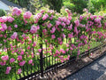 Peggy Martin Climbing Rose - Live Plant - (1 QT) by New+Life+Nursery+%26+Garden
