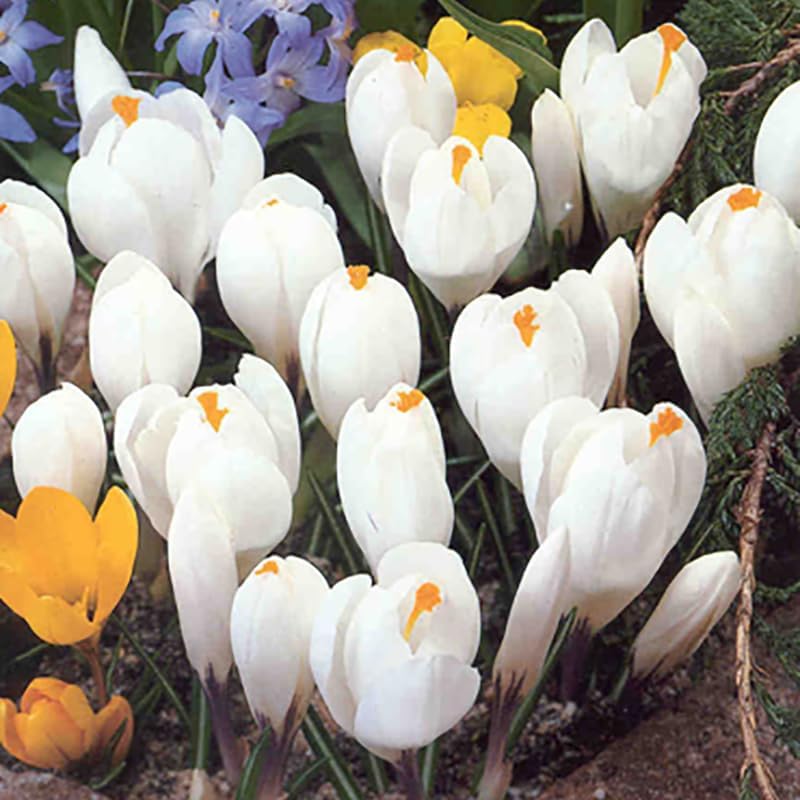 Jeanne d' Arc Giant Crocus Flower Bulbs - 10 Bulbs per Pack - Naturalizing - Perennializing - Image 5