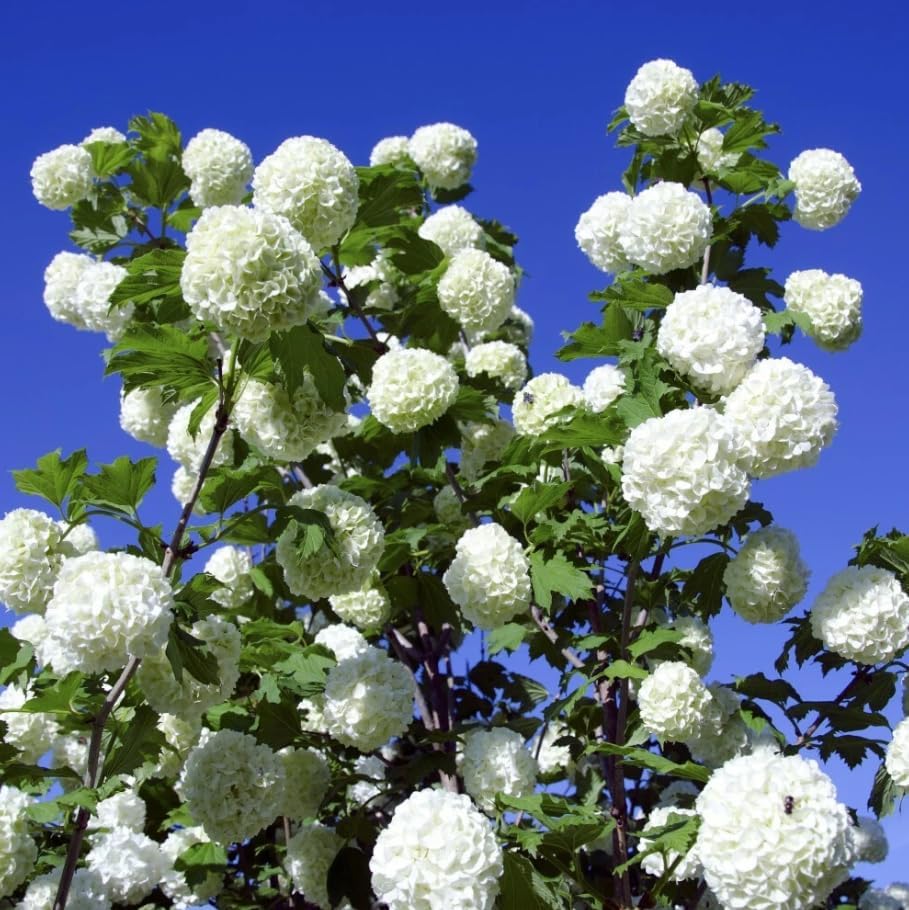 2 Old Fashion Snowball Viburnum Live Plants, Snowball Bush Clusters of White Flowers, Deciduous Shrub, 6-12" Tall 4" Pot - Image 4