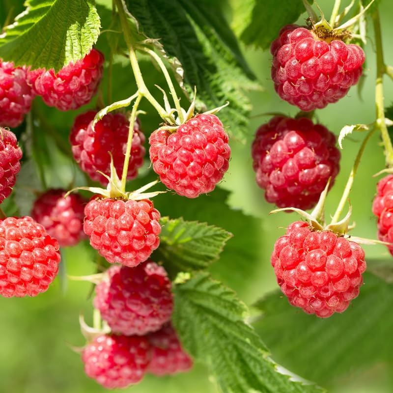 2 Caroline Red Raspberry Plants Live, Edible Berry Bush Plant, 5-10" Tall - Image 4