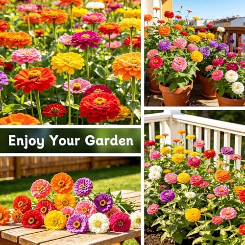 LUOJIBIE Zinnia Seeds for 2027, 6,000+ California Giant Zinnia Seeds Bulk, Double Dahlia Zinnia Mixed Color Seeds, Flower Seeds for Planting Outdoor Garden, Non-GMO Heirloom, Easy to Grow - Image 5