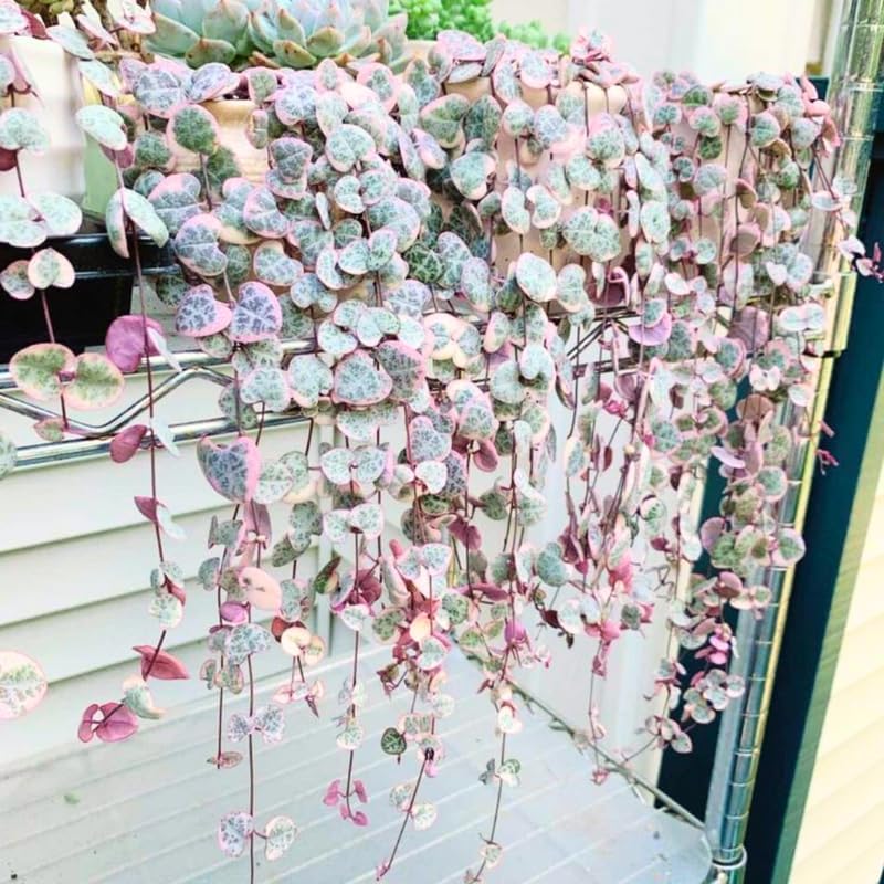 Ceropegia Woodii Variegated String of Hearts Live Plant, Rare Houseplant - Image 5