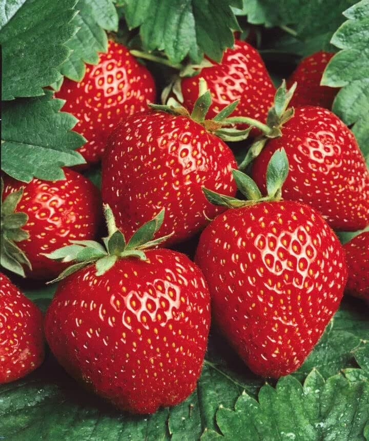 Quinalt Everbearing 10 Strawberry Plants Quinalt Strawberry - Planting Ornaments Perennial Garden Simple to Grow Pots Gifts by Unknown