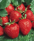 Quinalt Everbearing 10 Strawberry Plants Quinalt Strawberry - Planting Ornaments Perennial Garden Simple to Grow Pots Gifts by Unknown