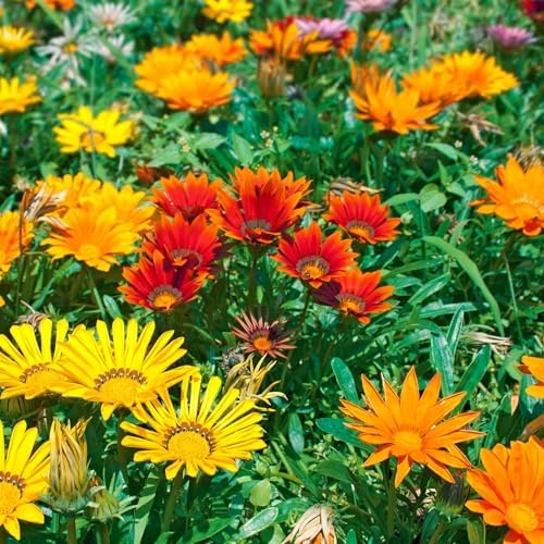 Mountain Valley Seed Co New Day Series Gazania Mix Seeds 25 Seeds Coated by MountainValleySeedCompany