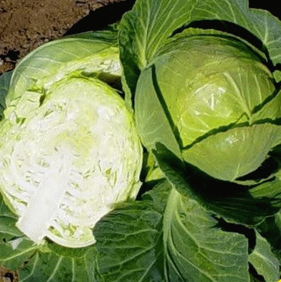 Copenhagen Market Cabbage Select: 200-1000 - 4000 Seeds Early 4-5 lbs Grow Your own Coleslaw & Sauerkraut! (4000 Seeds) by BmoreSpicy