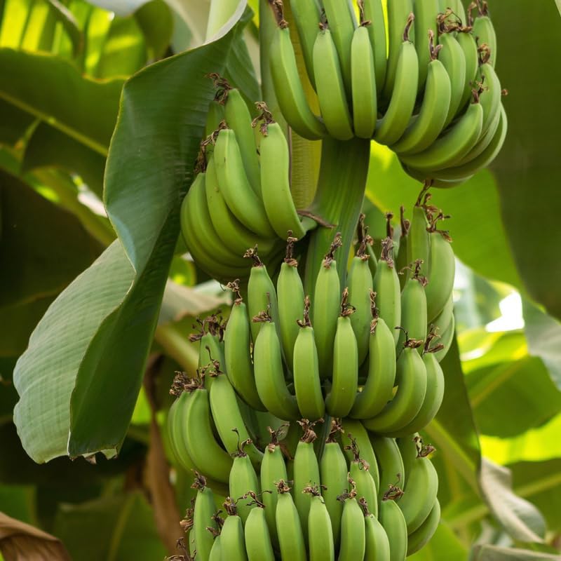 Dwarf Banana Tree, Musa Double Mahoi Banana Plant Live, 1 Starter Plant - Image 5