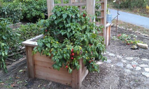 Clovers Garden Red Caribbean Habanero Pepper Plants- Two (2) Live Plants – Non-GMO - Not Seeds – Each 4"-8" Tall in 4 Inch Pots - 2X Hotter Than Ordinary Habaneros 300K SHU - Image 5