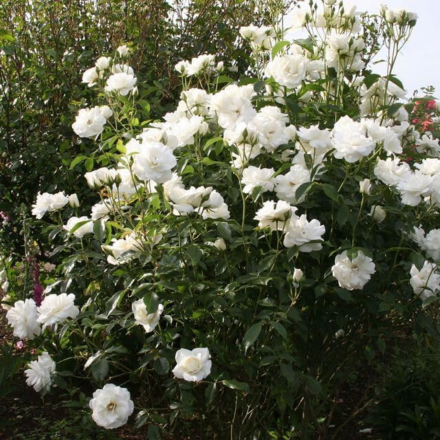 Heirloom Shrub Roses, Live Own Root Plant, Iceberg® - Image 4
