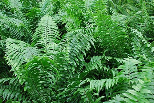 American Plant Exchange Macho Fern 'Giant Sword' – 10-Inch Pot – Live Air Purifying Tropical Fern, Easy Care Foliage Plant for Home, Office, Garden, or Landscape Decor - Image 2