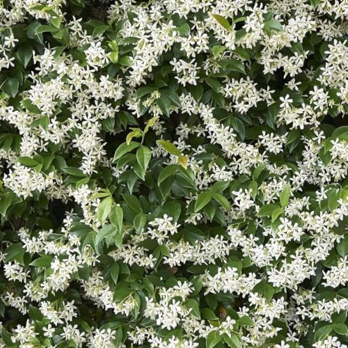 Daisy Ship Star Jasmine Fragrant Climber - 4 x 2 inch Cups - Image 5