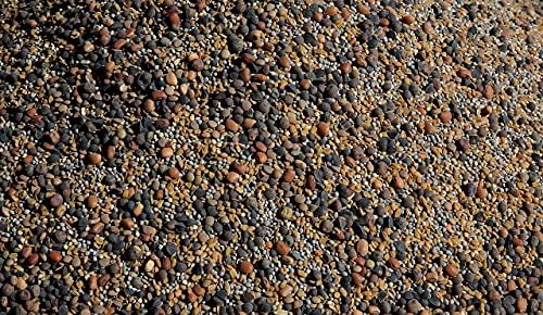 No-Till Cover Crop 13-Seed Mix (1 lb. Bag): [50% Clovers Plus Fenugreek, Vetch, Flax, Cowpeas, Buckwheat, Forage Peas, Millet, Lentils, Crimson Clover, Sweet Yellow, White Clover, Medium Red Clover] - Image 3