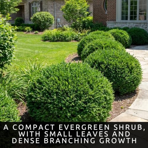 30 Chinese Boxwood Seeds | Evergreen Shrub Seeds for Planting - Image 3