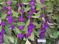 40 American PURPLE BEAUTYBERRY Shrub Flower Callicarpa Americana Seeds by SVI