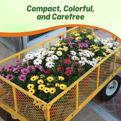 Outsidepride Grand Canyon Mix Osteospermum African Daisy Seeds - 10 Pcs. Perennial Flower Seeds for Planting Outdoors with Long-Lasting Blooms, Drought-Tolerant, Easy to Grow for Sunny Garden & Border - Image 6