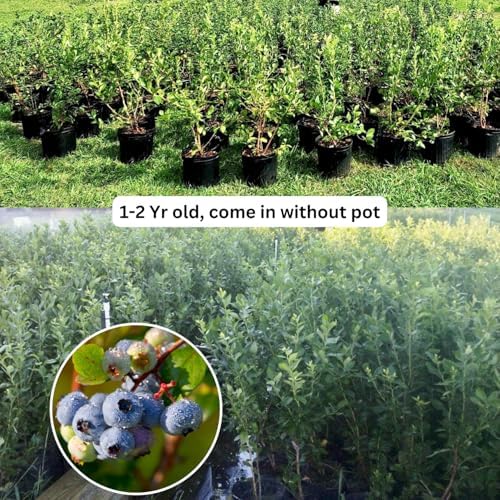 2 Sunshine Blue Blueberry Plants Live, Sweet Berry Shrub, 5-12" Tall - Image 4