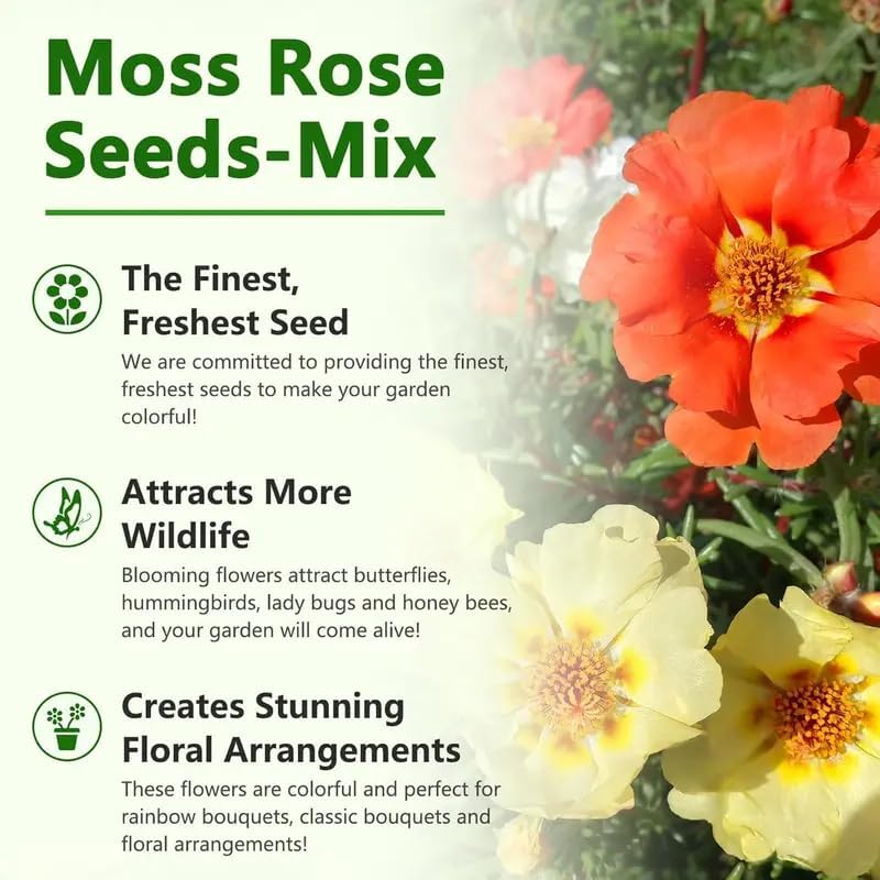 20,000+ Moss Rose Seeds (Portulaca Grandiflora) - Mixed Color Perennial Ground Cover, Non-GMO, Heirloom, Vibrant Blooms for Garden Beds, Outdoor Planting & Garden Beautification - Image 3