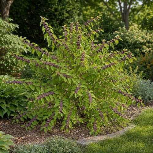 Beautyberry | 2 Extra Large Trade 3 Gallon Plants | Callicarpa Americana, Fast-Growing Shrub, Vibrant Purple Berries, Attracts Birds, Ornamental Foliage, Low Maintenance, Perfect for Gardens - Image 2
