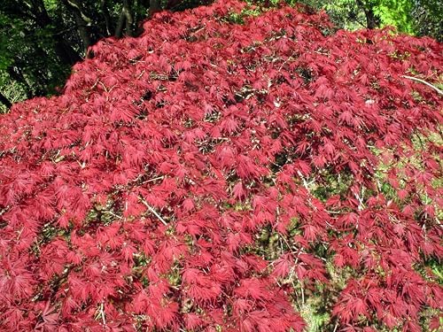 10 INABA SHIDARE Maple Weeping Red Laceleaf Japanese Acer Palmatum Dissectum Tree Seeds - Image 2