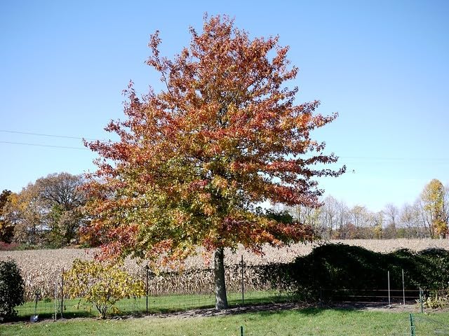 Pin Oak Tree - Fast Growing Hardwood - Live Plant Shipped 2 to 3 Feet Tall by DAS Farms - Image 5