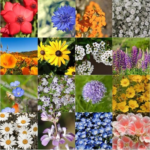 Northwestern Wildflower Seed Mix – 16 Regional Wildflower Species for WA, OR, ID & Western MT – Pollinator Friendly Annual & Perennial Blend – Non-GMO Flower Seeds – 1lb Covers 3,000Sq-Ft - Image 7