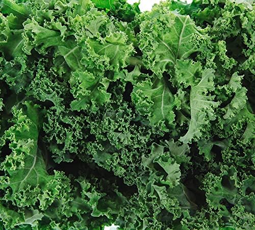 200+ Dwarf Siberian Kale Seeds for Planting - Heirloom Non-GMO by Axel%27s+Garden+Seeds