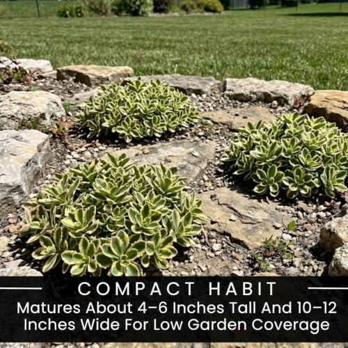 5 Atlantis Sedum Live Plant Plugs – Variegated Hardy Succulent Ground Cover - Image 6