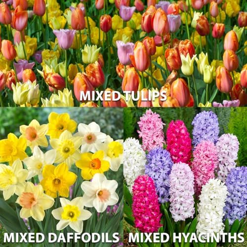 Complete Spring Flower Bulb Garden – Mixed Tulips, Daffodils & Hyacinths – 75 Bulk Bulbs for Colorful Spring Blooms – Easy Fall Planting - Plant in Gardens, Borders & Flowerbeds - Willard & May - Image 2
