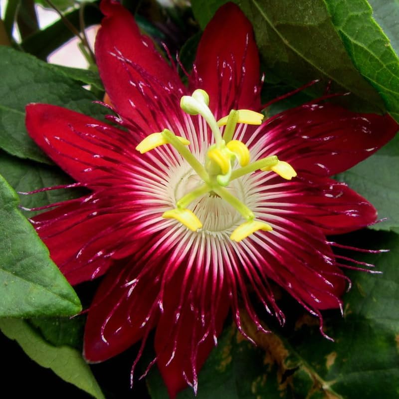 Burgundy Passion Flower Live Plant, Passiflora Trellis Vine, 4-8 Inches by UIOTER