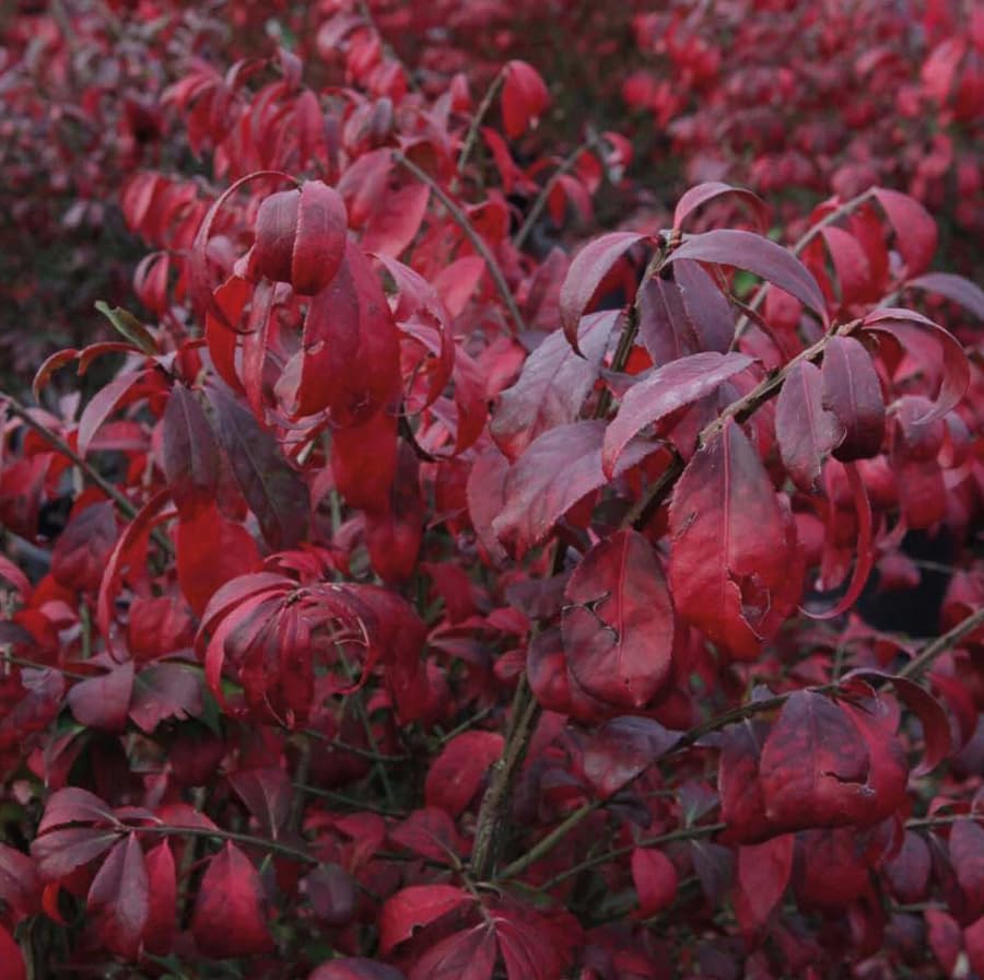 Pack 5 Dwarf Burning Bush Shrub Live Plants Bare Roots,Vibrant Scarlet Red Fall Color, Winged Euonymus Plant 6-12" Tall - Image 7
