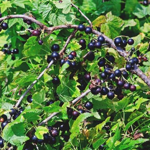 Consort Black Currant Bush Live Plant, Edible Berry Fruit, 5-9 Inch Tall - Image 5